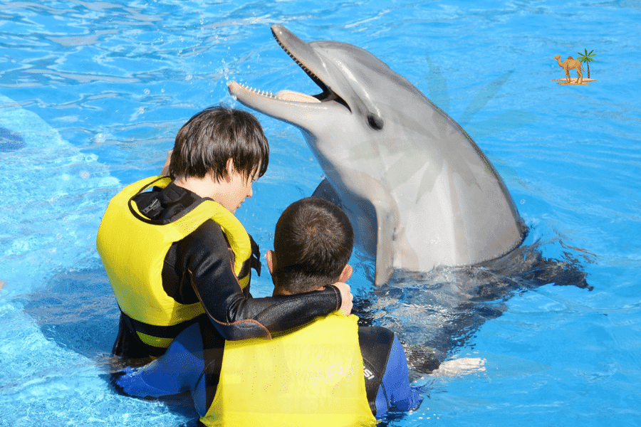 Dolphin and Sea Lion Show Trip